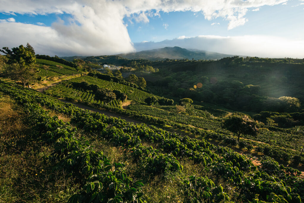 Starbucks Hacienda Alsacia coffee farm in Costa Rica
