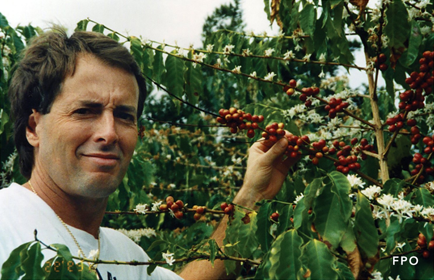 Coffee plant harvesting