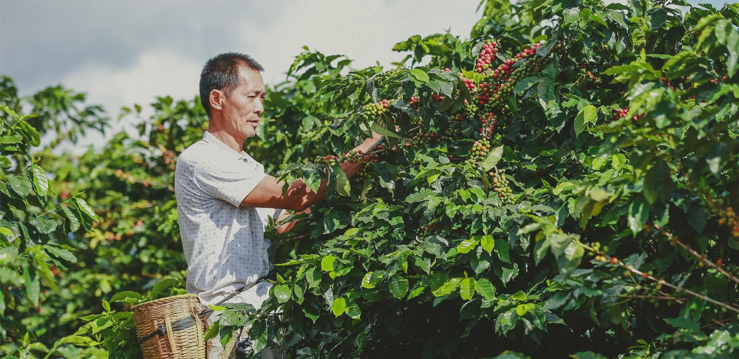 Farmer picks coffee cherries in Brazil